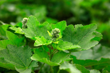 Marshmallow flower in a garden