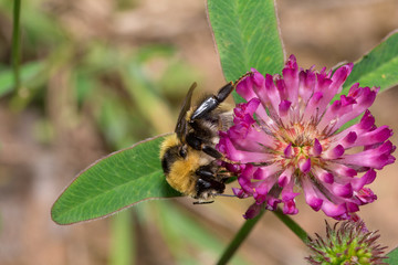 Bumblebee is gathering pollen from a clover flower on a spring meadow.