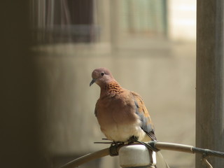 The Egyptian Yamamah stands for electricity