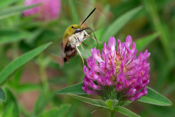 Hyles lineata is gathering pollen from a clover flower on a spring meadow.