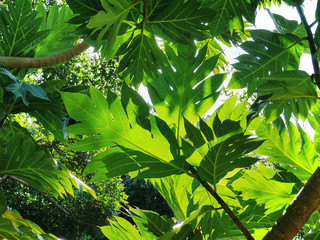 Low Angle View Under Green Leaves of Tree