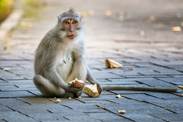 Obraz premium Eating macaque