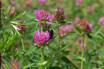 Bumblebee is gathering nectar from a clover flower on a spring meadow.