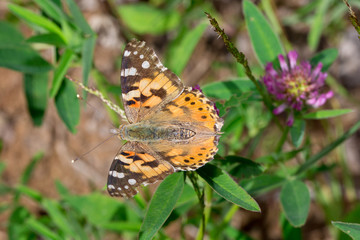 Beautiful vanessa cardui is sitting on a clover flower.