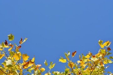 Bottom border with autumn leaves with blue sky