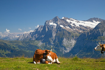 Fototapeta na wymiar Swiss cow