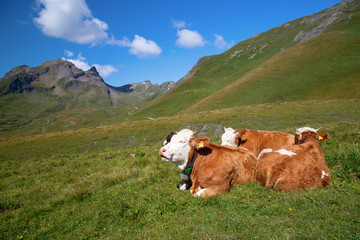 Naklejka premium Swiss cow