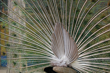 Peacock tail close-up