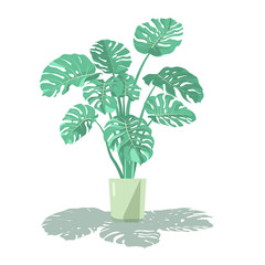 Monstera plant in a flower pot with lush foliage. Vector illustration in flat style.