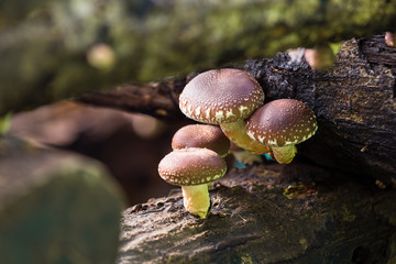 shiitake mushrooms growing in logs.