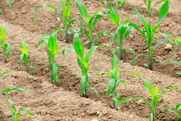 corn plants in the field