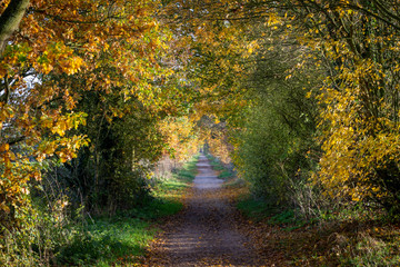 Obraz premium Path through the woods with autumn leaves