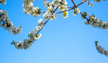Blue Sky with cherrys flowers