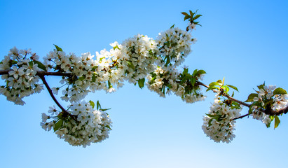  Blue Sky with cherrys flowers