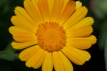 Beautiful orange calendula is growing on a meadow. Close up.