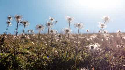 Close-up grass flower with sunset. spring landscape panorama with flowering flowers on meadow. panoramic summer view of blooming wild flowers in Dolomites alps. Nature background concept