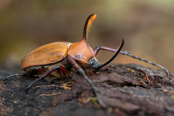 rhinoceros beetle - Golofa porteri, beautiful large iconic beetle from Andean forests, San Isidro lodge, Ecuador