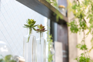 窓辺のインテリア植物