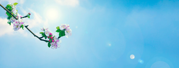 Horizontal nature banner. Nature background.