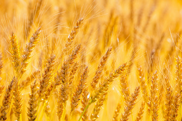 収穫期の小麦