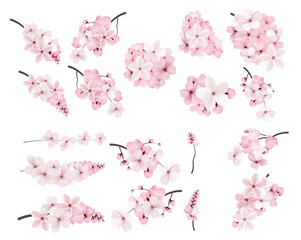 Beautiful blossoming pink sakura flowers on branches.