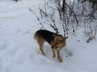 gray yard dog walks through the village among the trees in the winter day in the snow