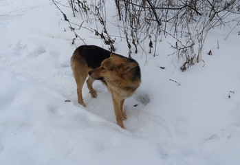 gray yard dog walks through the village among the trees in the winter day in the snow
