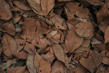 A pile of wilted leaves