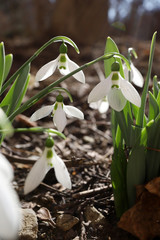 Snowdrop or common snowdrop (Galanthus nivalis) flowers