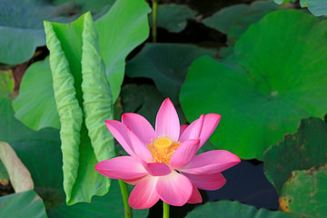 Lotus in the pond