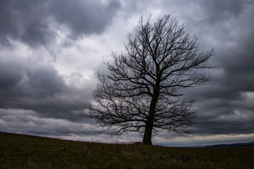deciduous tree without leaves in autumn on a coll cloudy day