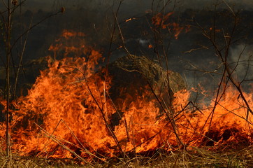 coastal zone of marsh creek, strong smoke from fire of liana overgrowth. Spring fires of dry reeds dangerously approach houses of village by river Cleaning fields of reeds, dry grass. Natural disaster