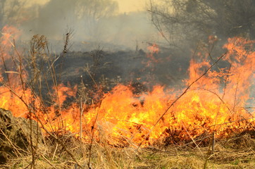 coastal zone of marsh creek, strong smoke from fire of liana overgrowth. Spring fires of dry reeds...