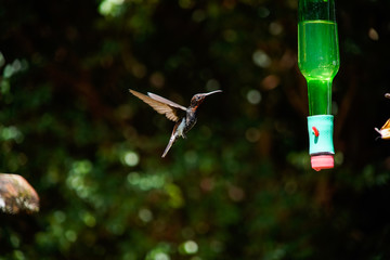 Black Jacobin Hummingbird in Nature