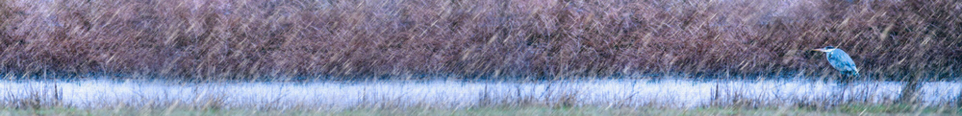 Horizontal nature banner. Winter nature background.