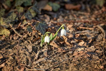 Flowers Snowdrops, in the natural environment. March. Women's holiday. Gift for women