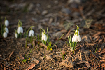 Flowers Snowdrops, in the natural environment. March. Women's holiday. Gift for women