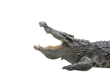 Closeup large crocodile is opening mouth isolated on white background with clipping path