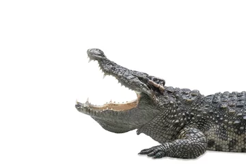 Tuinposter Closeup large crocodile is opening mouth isolated on white background with clipping path © Adhivaswut