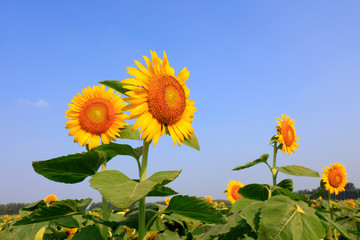 Sunflowers on a farm, China