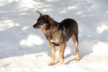 A sterile stray dog in the snow. Mongrel in the winter in the cold.