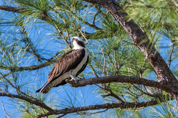 Osprey (Pandion haliaetus) perched in a Florida Scrub Pine.