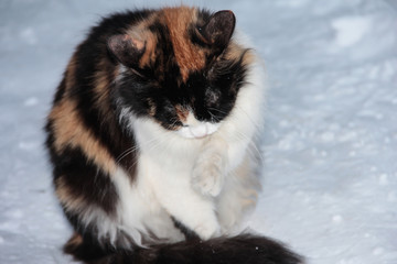 Frozen sad cat on a winter background. Spotted cat in the snow. Frozen paws.