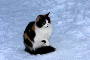 Fototapeta premium Frozen sad cat on a winter background. Spotted cat in the snow. Frozen paws.