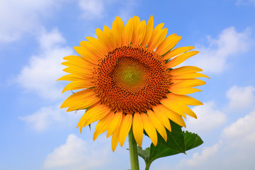 Obraz premium Sunflowers on a farm, China
