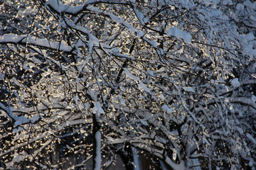 Tree branches in a cap of snow and ice illuminated by the sun.