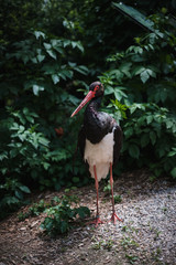Exotischer Vogel im Wald