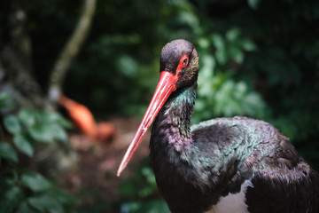 Exotischer Vogel im Wald