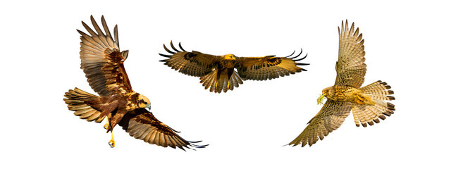Obraz premium Isolated bird set. White background. Birds: Western Marsh Harrier, Long legged Buzzard, Lesser Kestrel. 