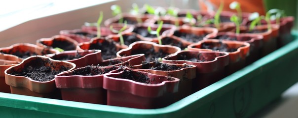 seedlings in plastic pots. green sprouts of pepper.